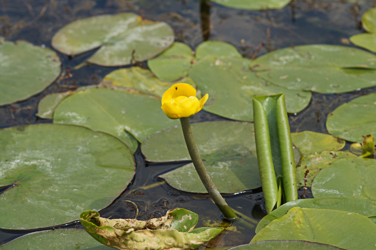 Nuphar lutea - Mummel, Gelbe Teichrose