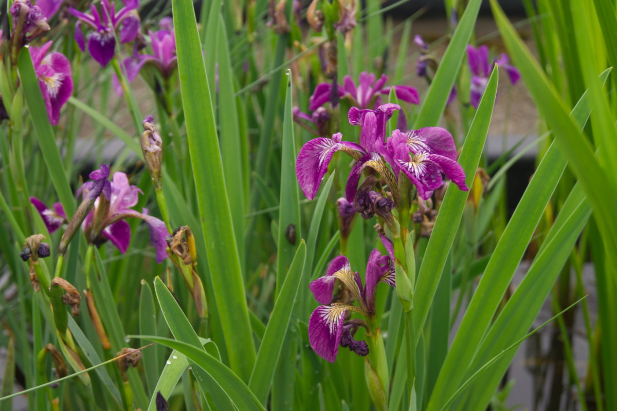 Iris versicolor 'Dark Orchid'