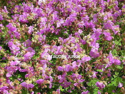 Geranium x cantabrigiense 'Cambridge'
