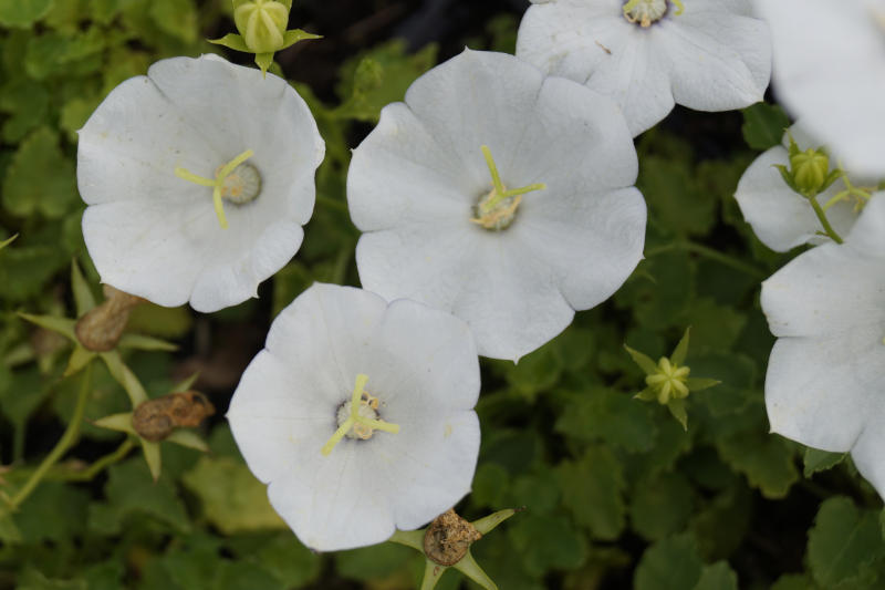Campanula carpatica 'Weiße Clips'