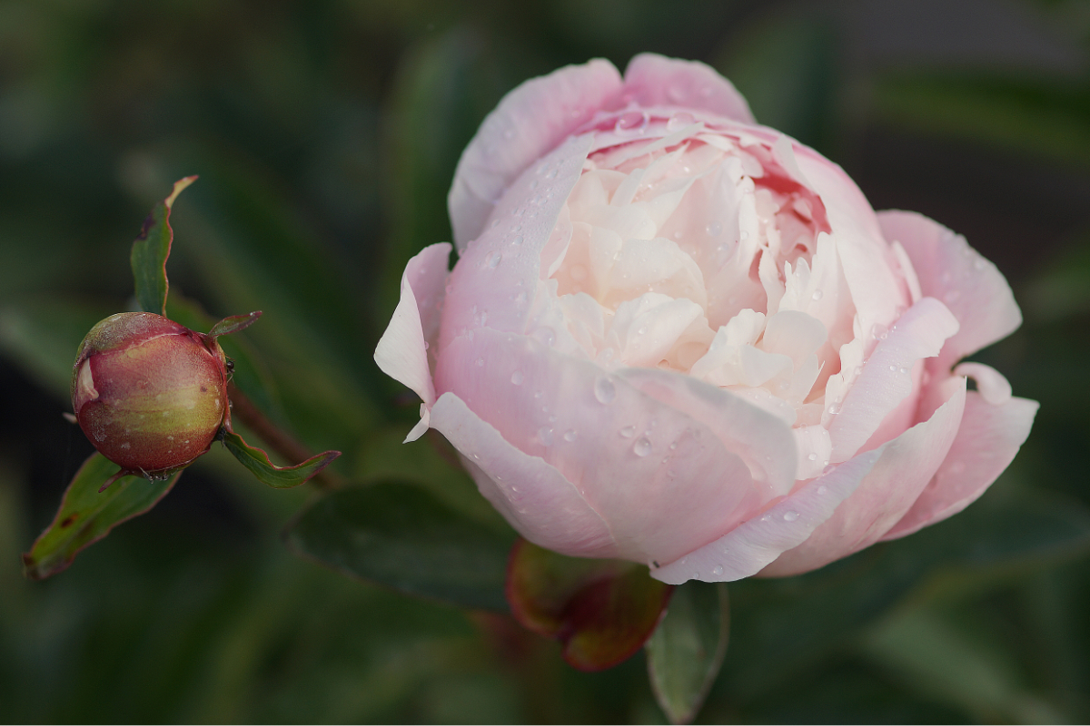 Paeonia Lactiflora-Hybr. 'Nick Shaylor' - Edelpfingstrose