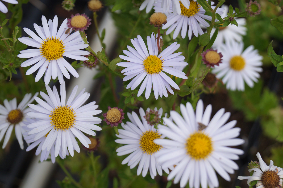 Kalimeris incisa 'Madiva'