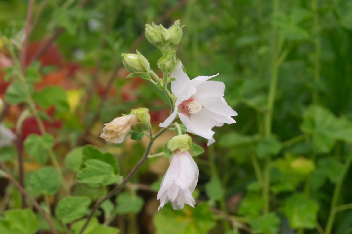 Lavatera Olbia-H.'Baby Barnsley' - Buschmalve