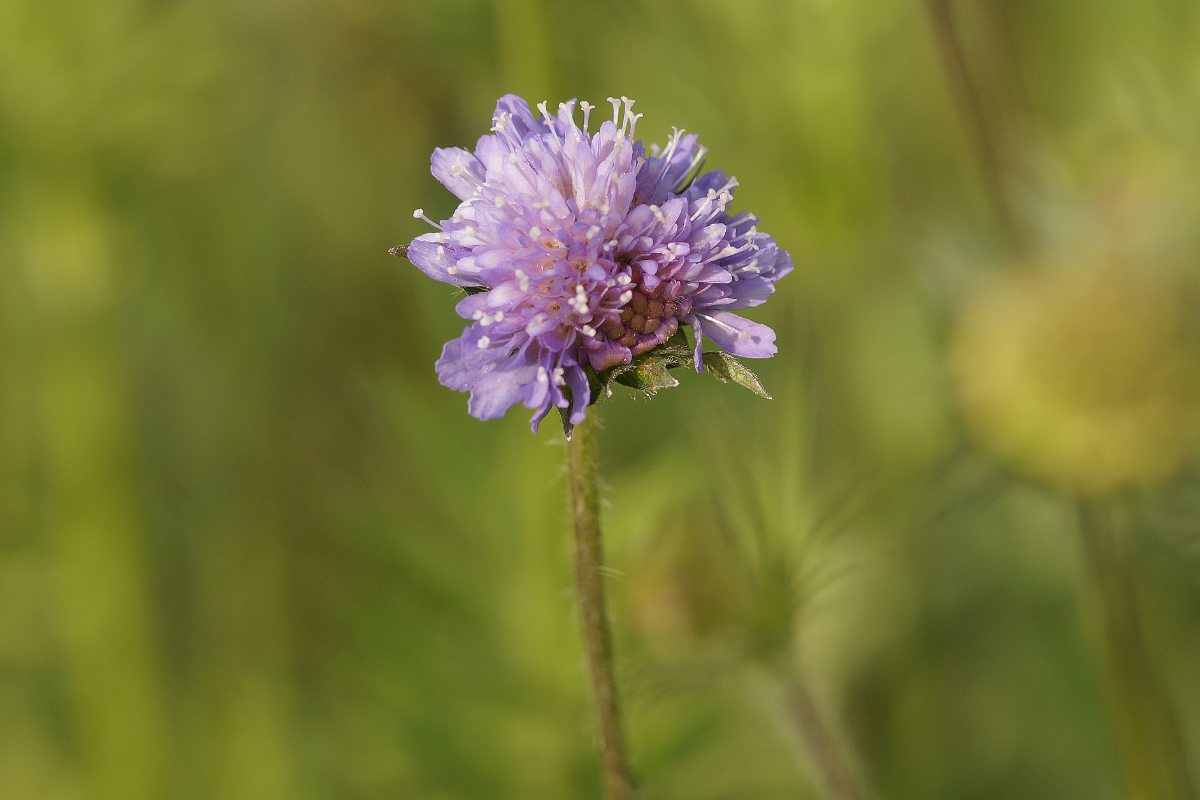 Knautia arvensis - Acker-Witwenblume
