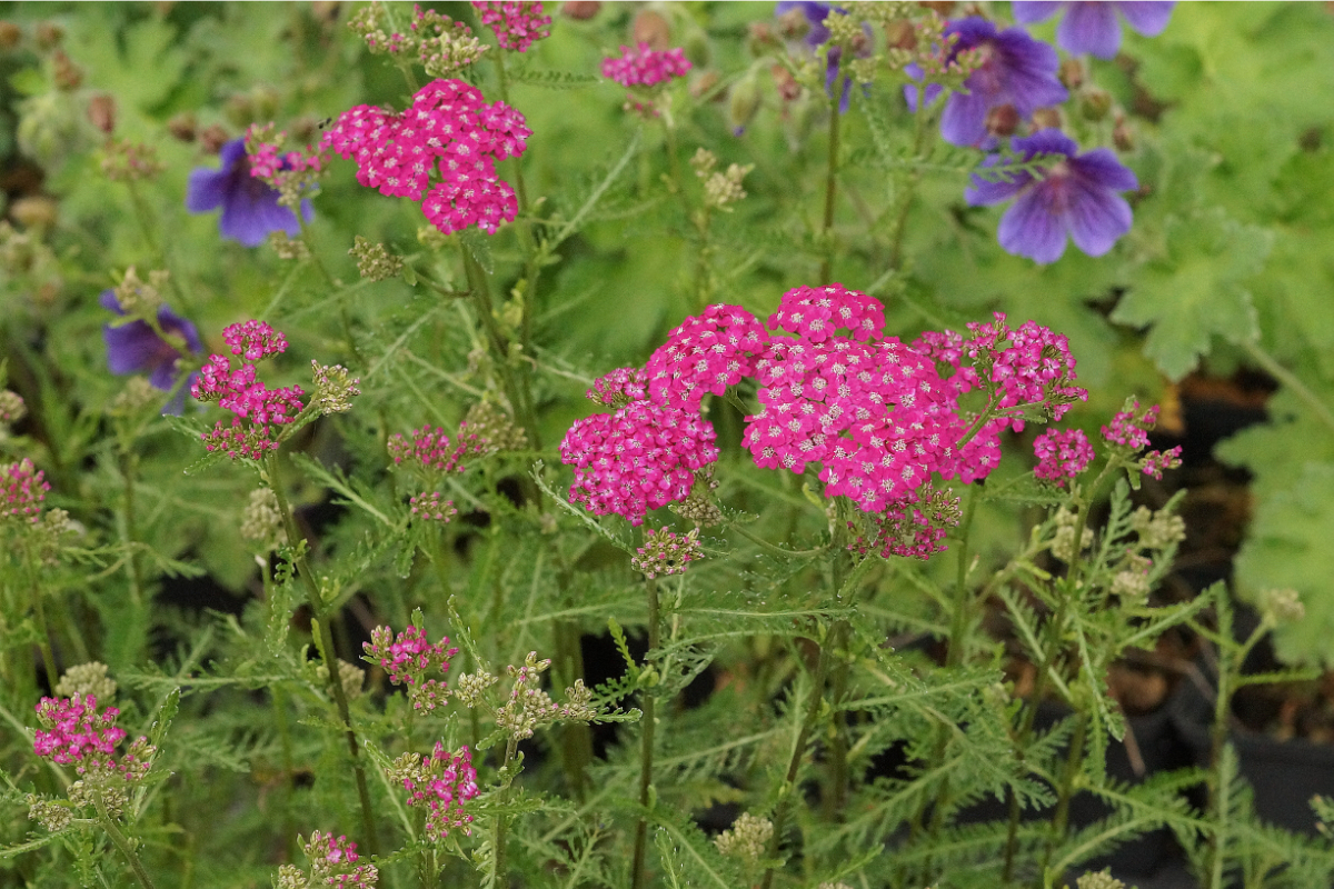 Achillea Millefolium-Hybr. 'Kelwayi'