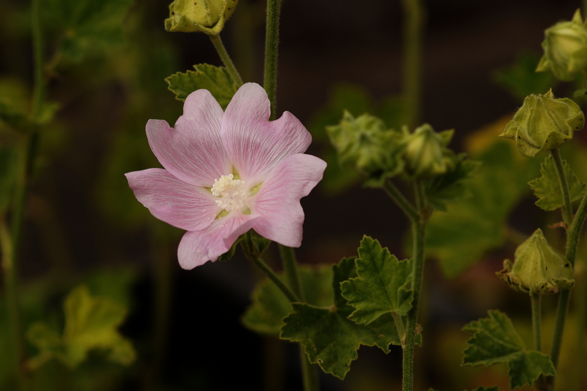 Lavatera thuringiaca - Buschmalve, Thüringer Strauchpappel