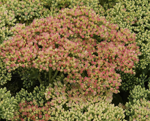 sedum-teaser