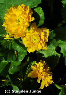 Caltha palustris 'Multiplex'('Plena')