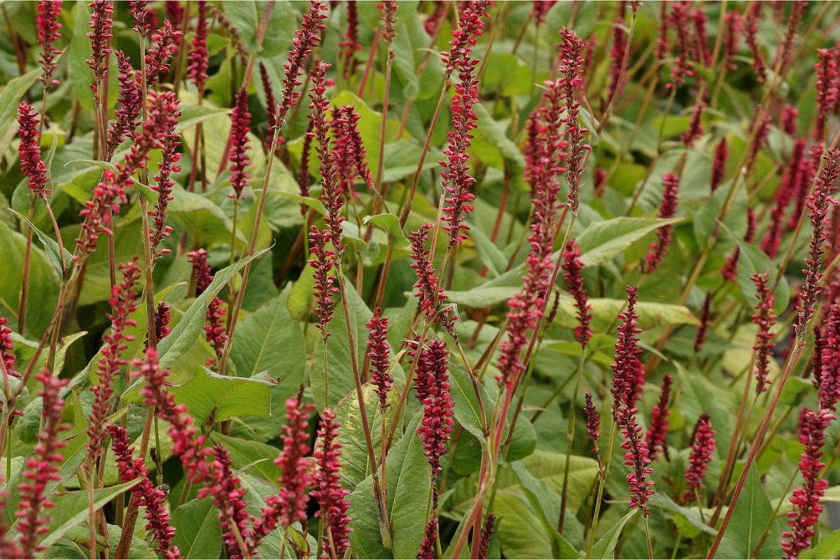 Bistorta amplexicaulis 'Taurus'