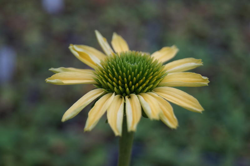 Echinacea purpurea 'Mellow Yellows' - gelber Sonnenhut