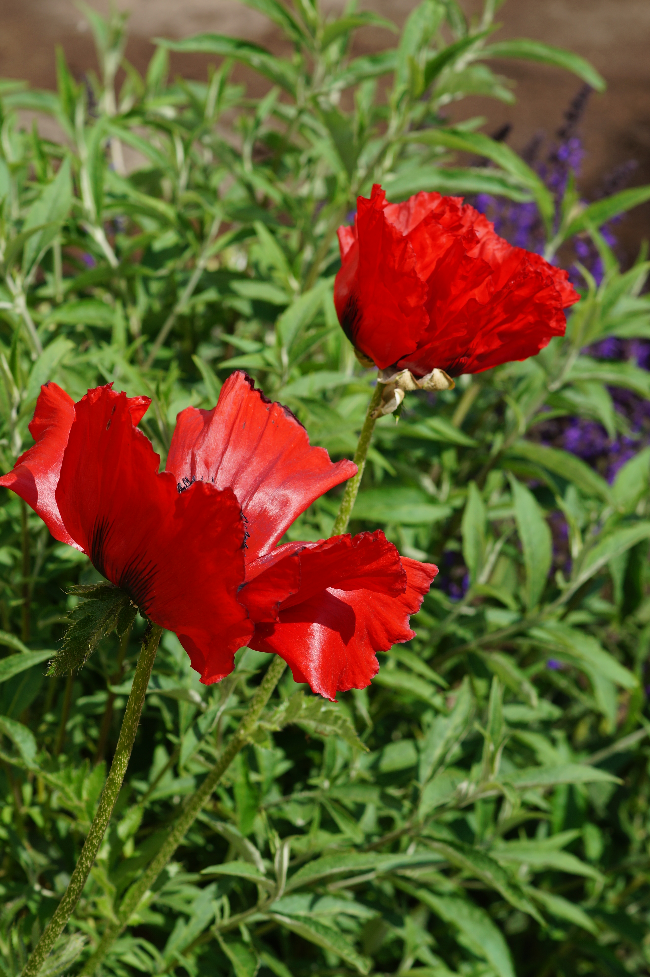 Papaver Orientale-Hybr. 'Beauty of Livermere'