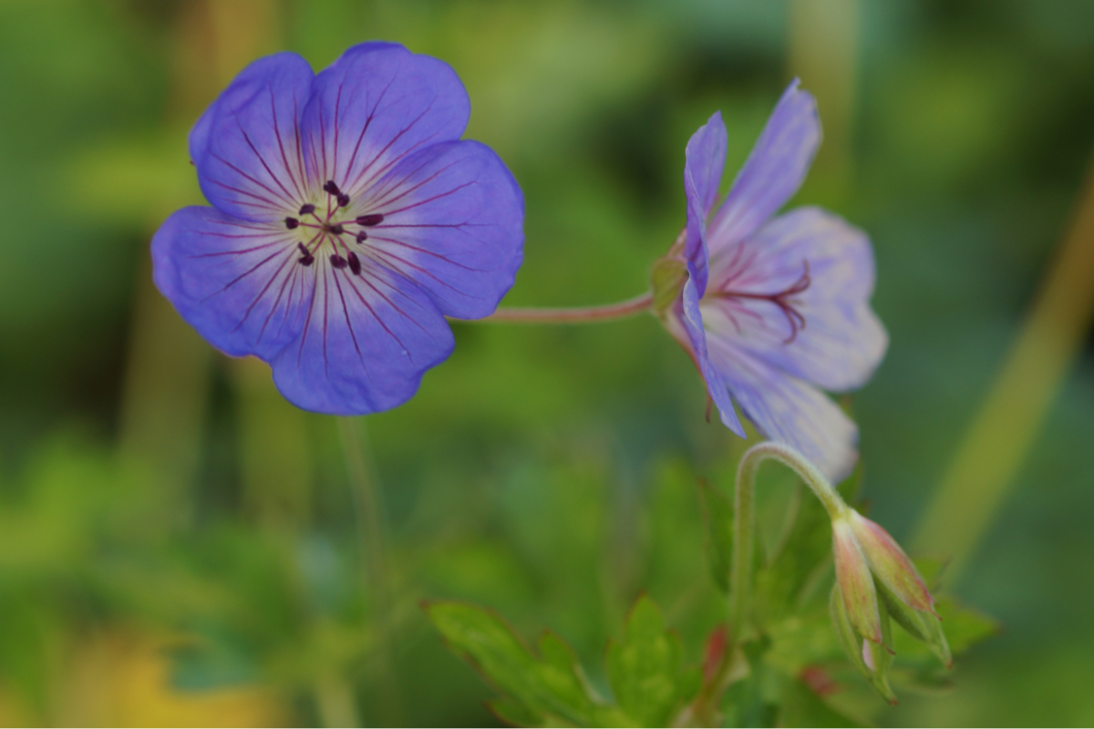 Geranium Hybride 'Rozanne' (R) - Storchschnabel