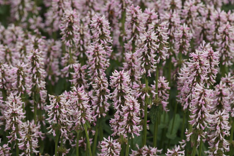 Betonica hirsuta 'Rosea' (Stachys monnieri 'Rosea')