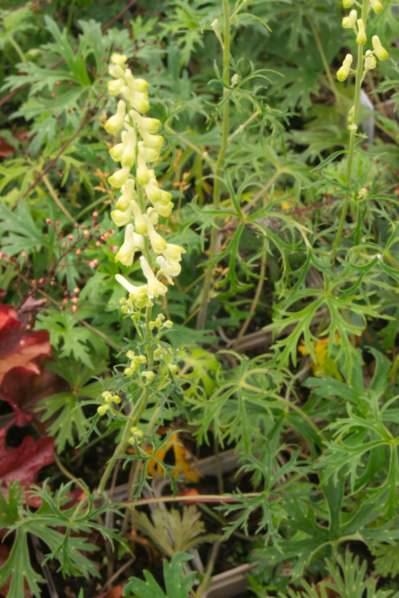 Aconitum barbatum - Schlankblättriger Eisenhut