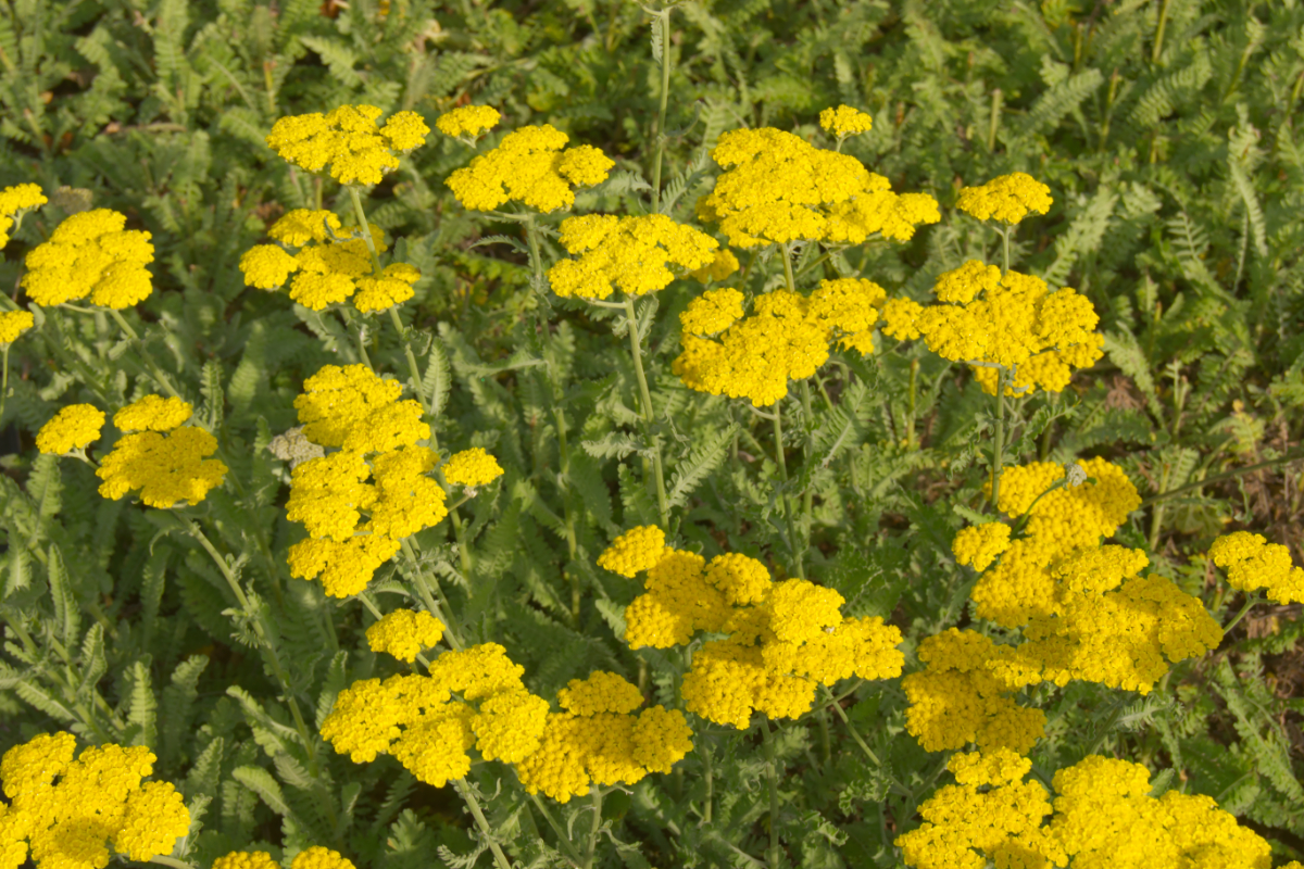 Achillea Clypeolata-Hybr. 'Moonshine'