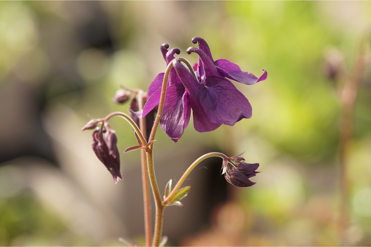 Aquilegia atrata