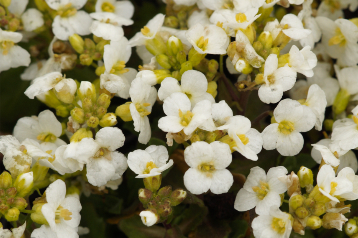 Arabis caucasica 'Schneehaube' - Gänsekresse