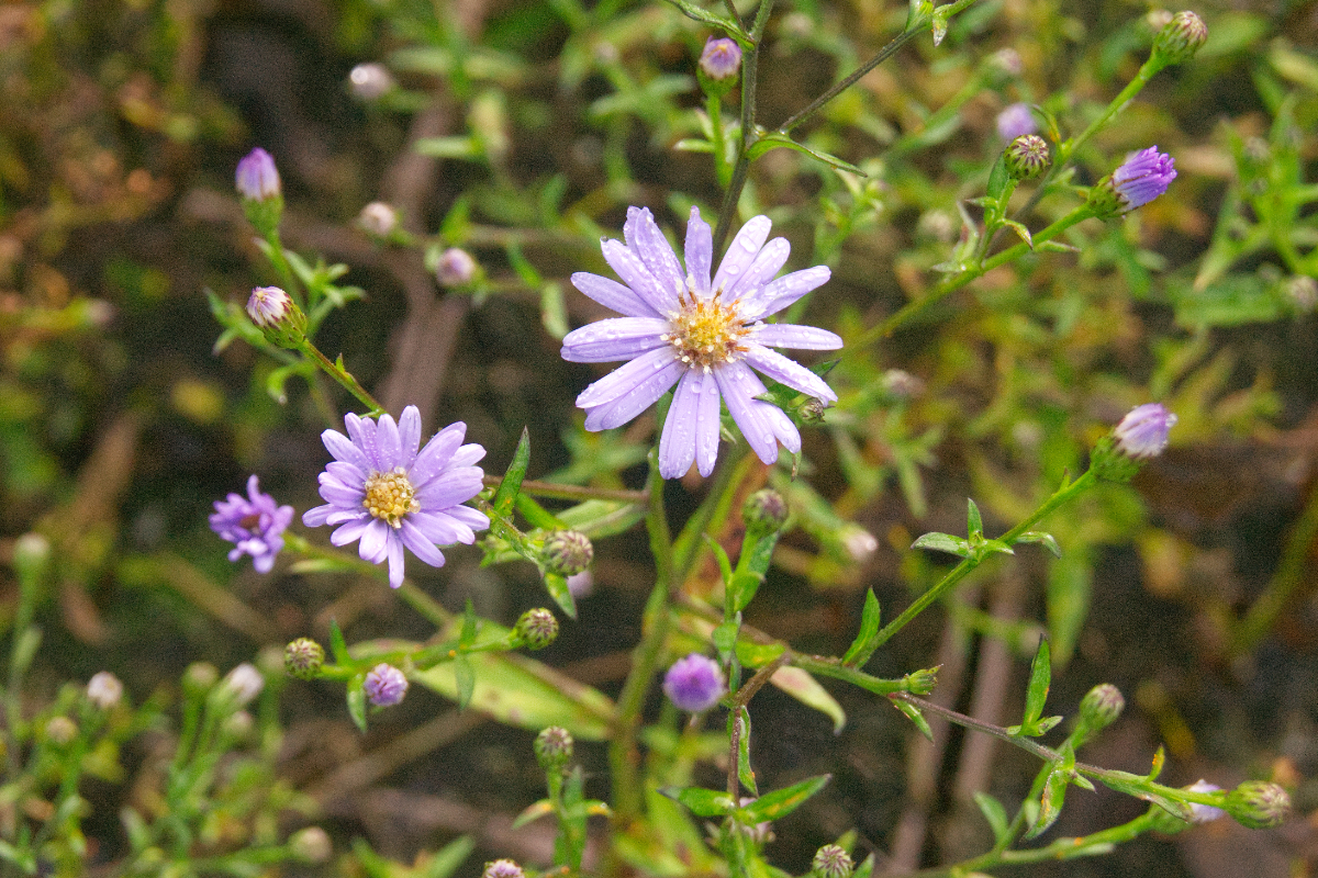 Aster cordifolius 'Little Carlow' - Schleieraster