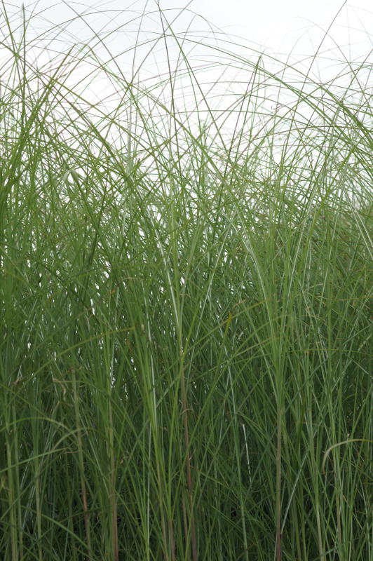 Miscanthus sinensis 'Gracillimus'