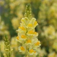 Linaria vulgaris Linaria vulgaris