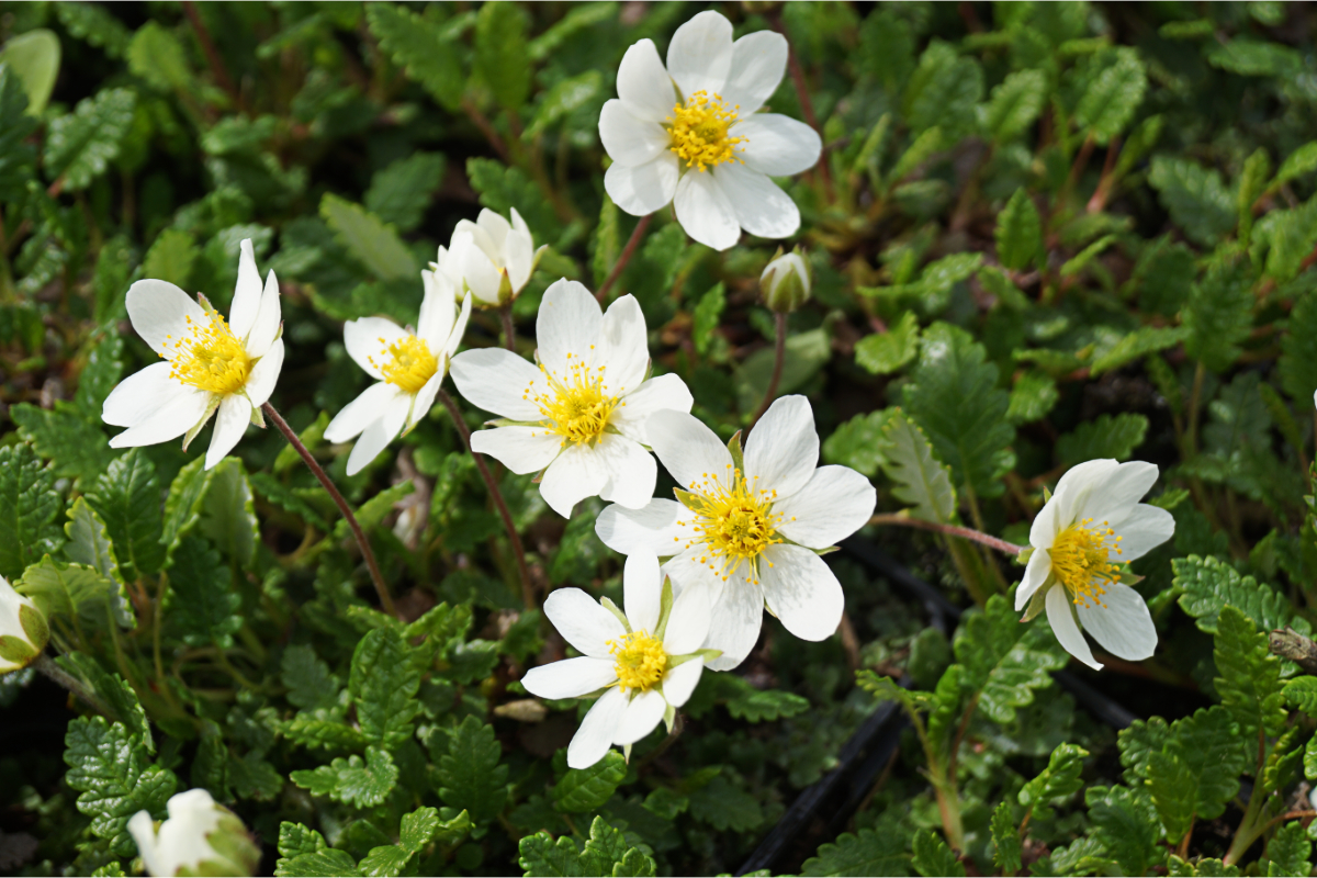 Dryas x suendermannii - Garten-Silberwurz