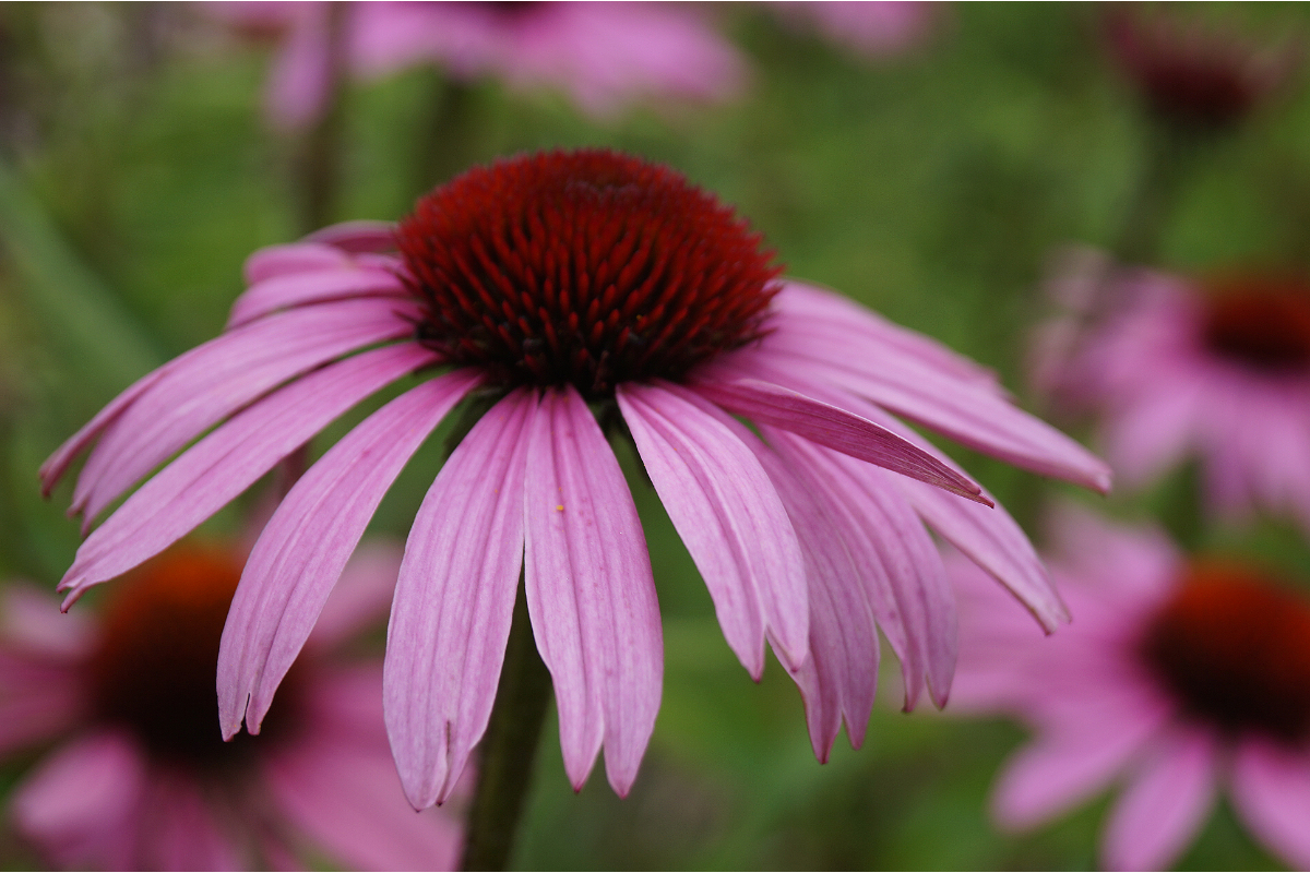 Echinacea purpurea 'Magnus'