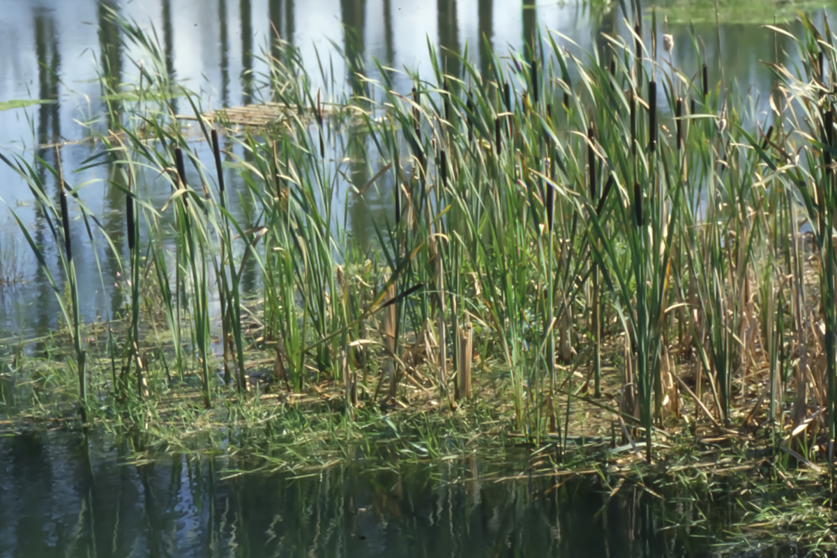 Typha angustifolia