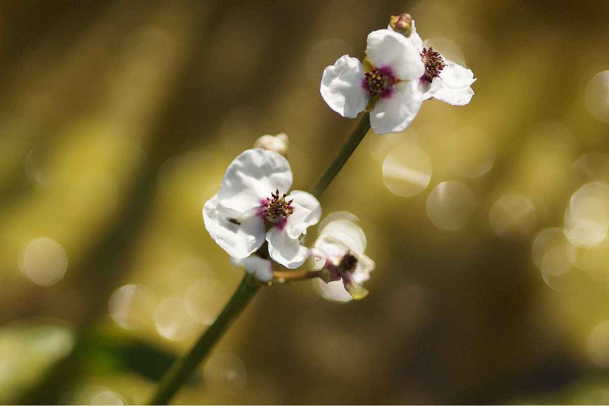 Sagittaria sagittifolia - Pfeilkraut