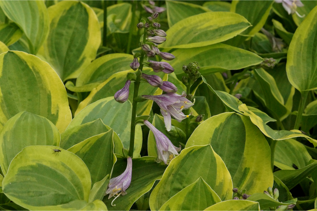 Hosta nakaiana 'Golden Tiara'
