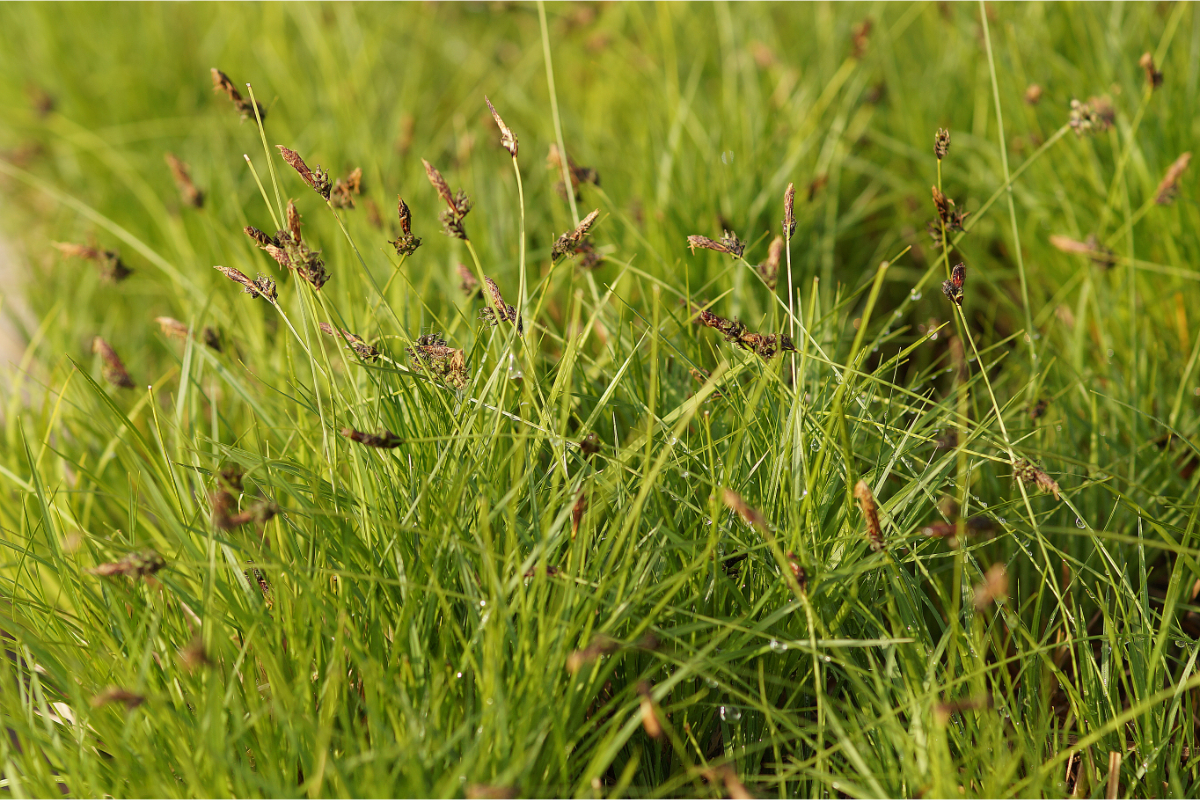 Carex montana - Bergsegge
