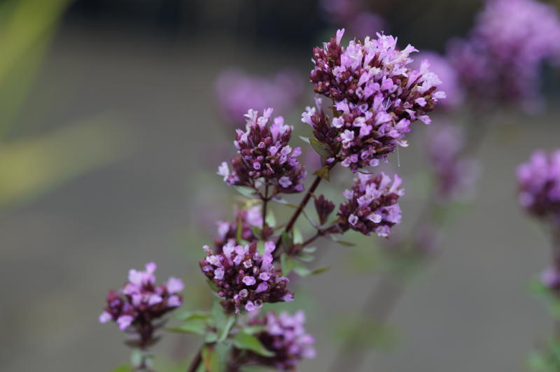 Origanum laevigatum 'Herrenhausen'