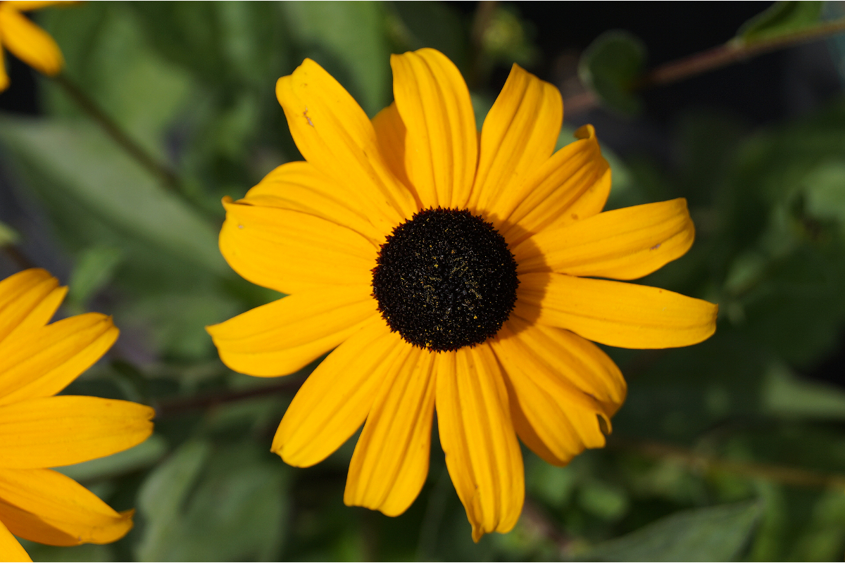Rudbeckia fulgida var. sullivantii 'Goldsturm'