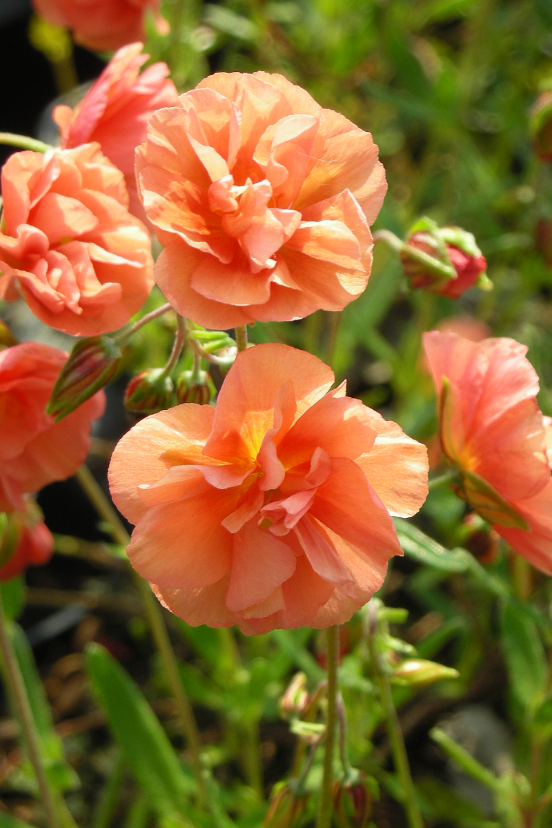 Helianthemum Hybride 'Junges Apricot'