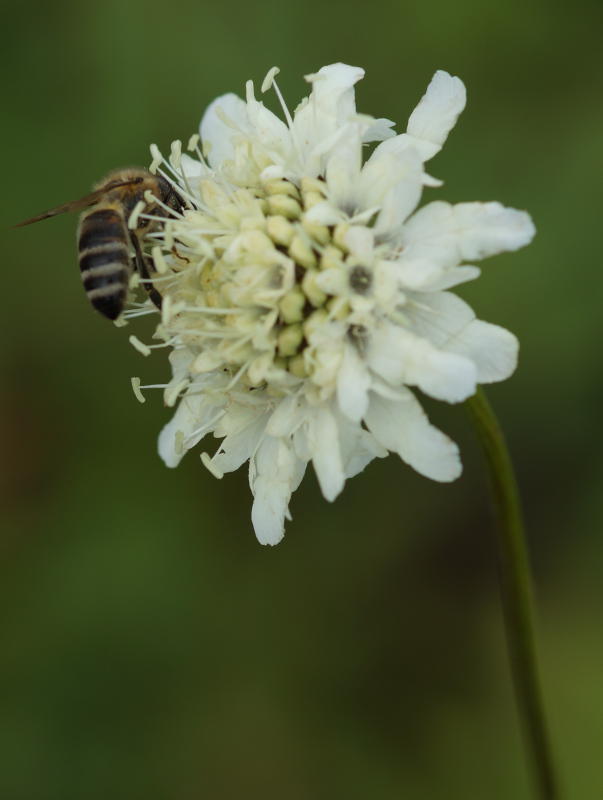 Cephalaria gigantea (tatarica)