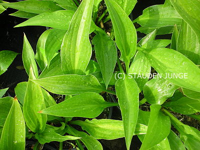 Hosta lancifolia