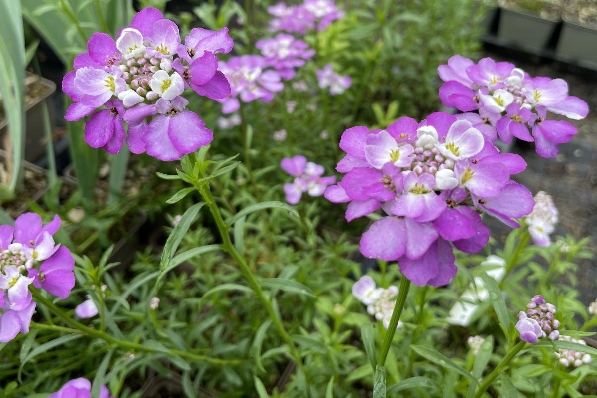 Iberis sempervirens 'Absolutely Amethyst'