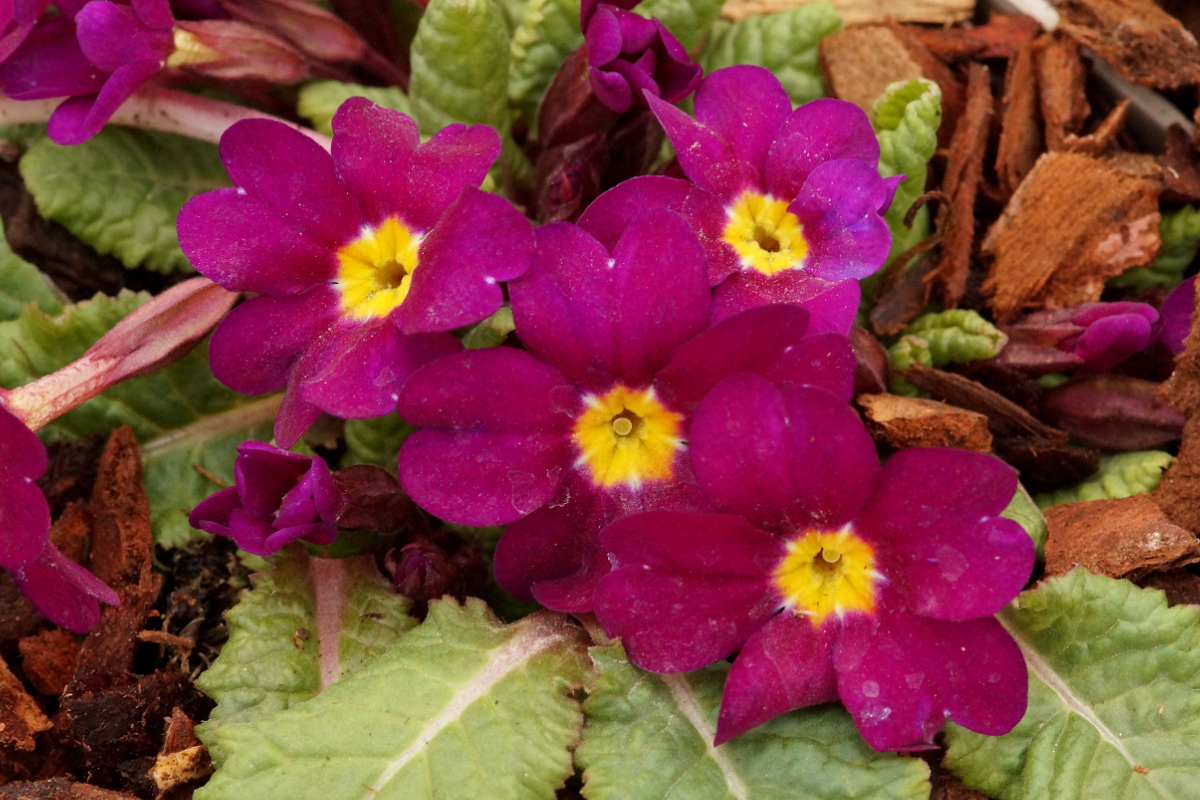 Primula x pruhoniciana 'Wanda' - Kissenprimel