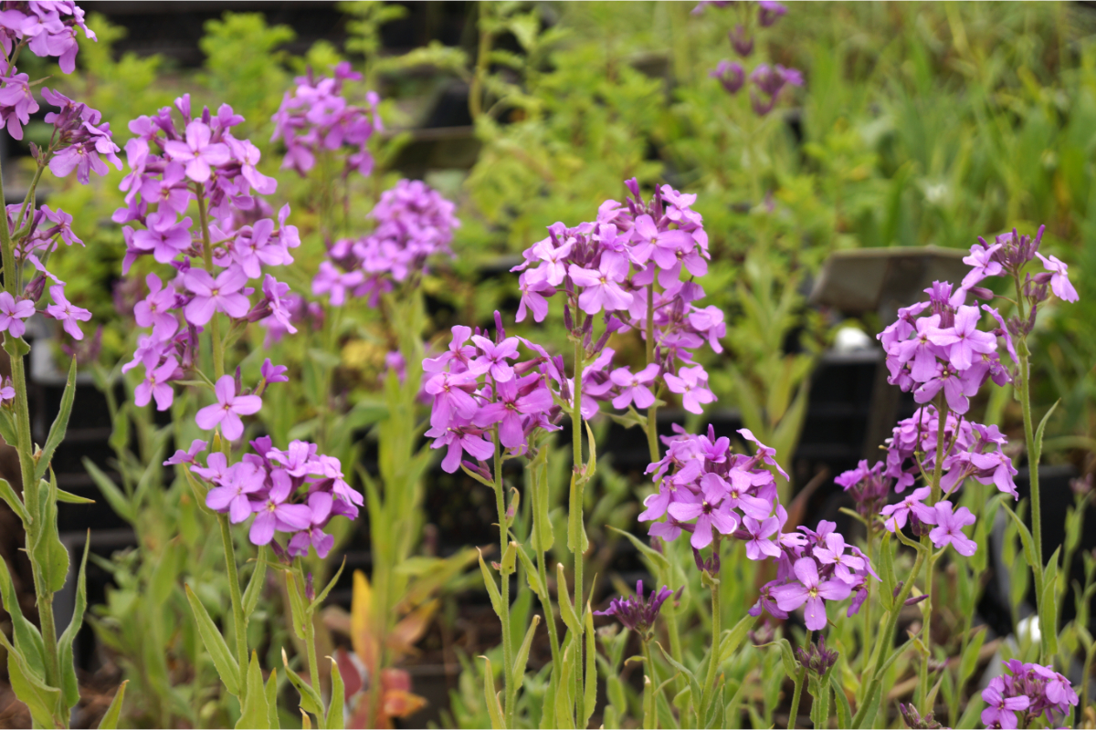 Hesperis matronalis