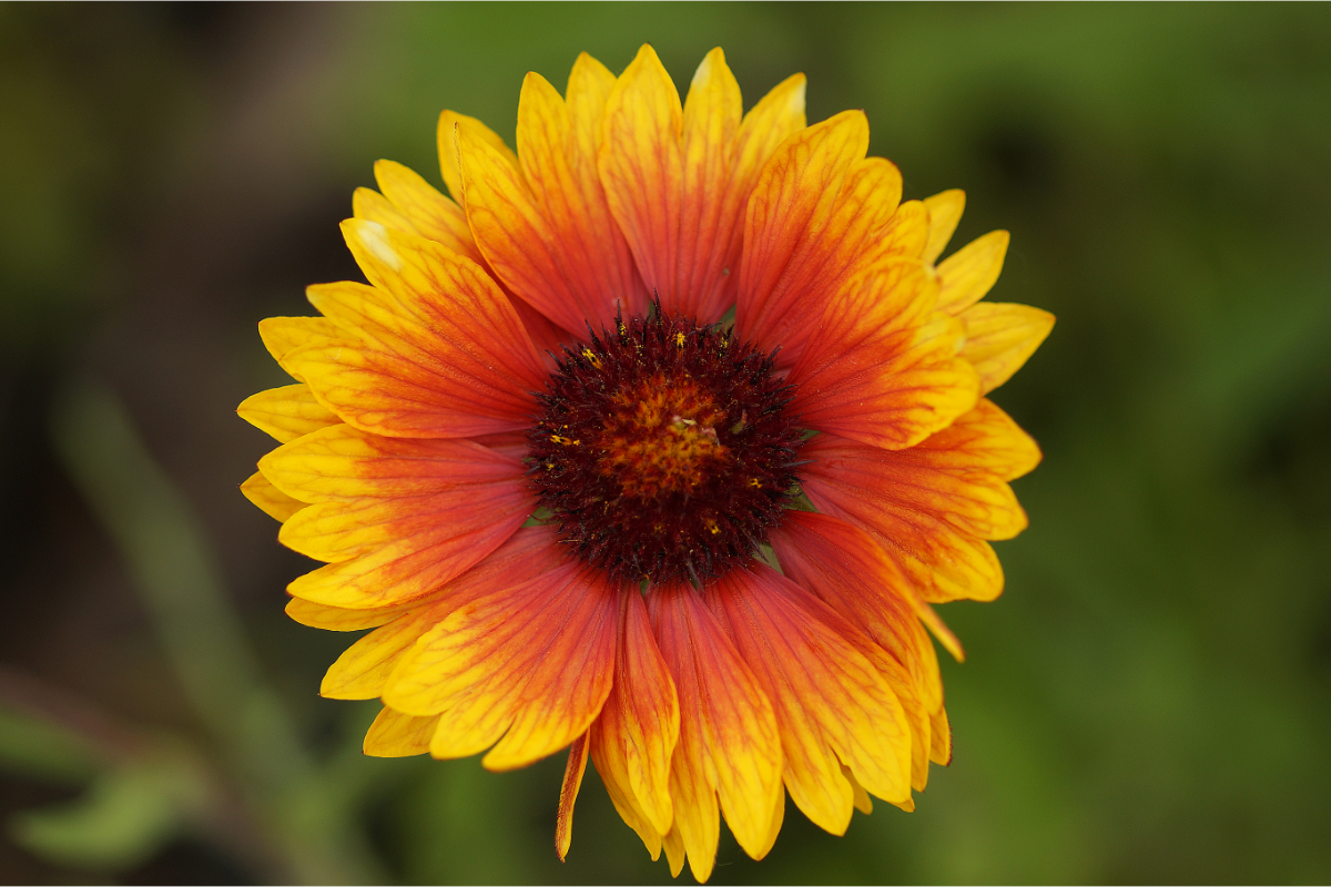 Gaillardia x grandiflora 'Tokajer'
