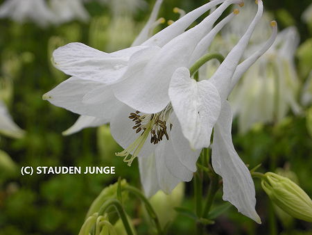 Aquilegia vulgaris 'Alba'