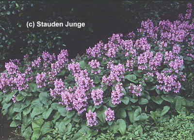 Betonica macrantha 'Superba'(Stachys grandiflora 'Superba')