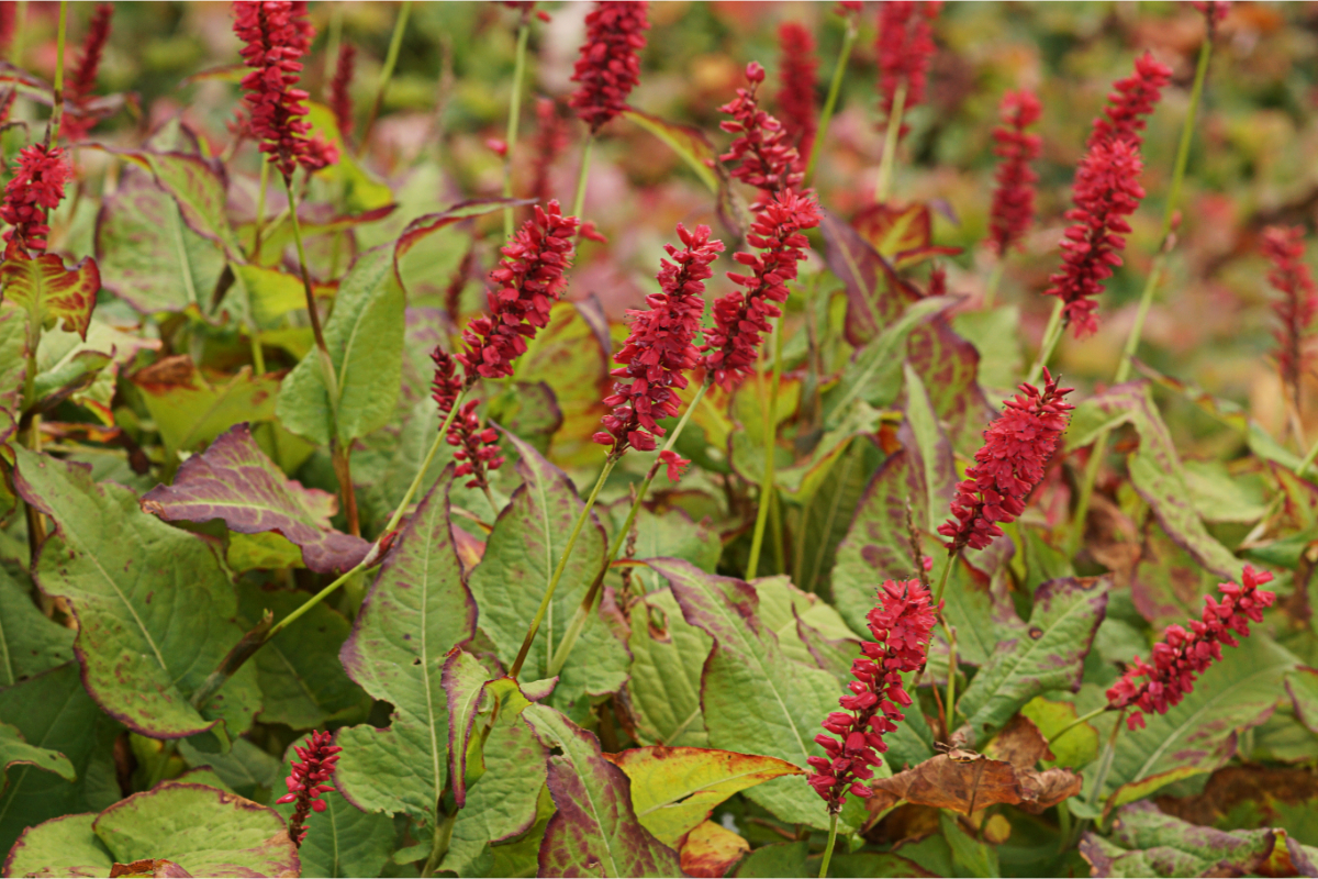 Bistorta amplexicaulis 'J.S.Caliente' (R)