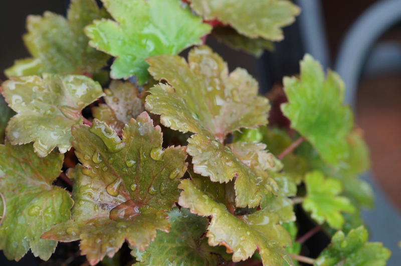 Saxifraga cortusifolia var. fortunei 'Rubrifolia' - Herbst-Steinbrech