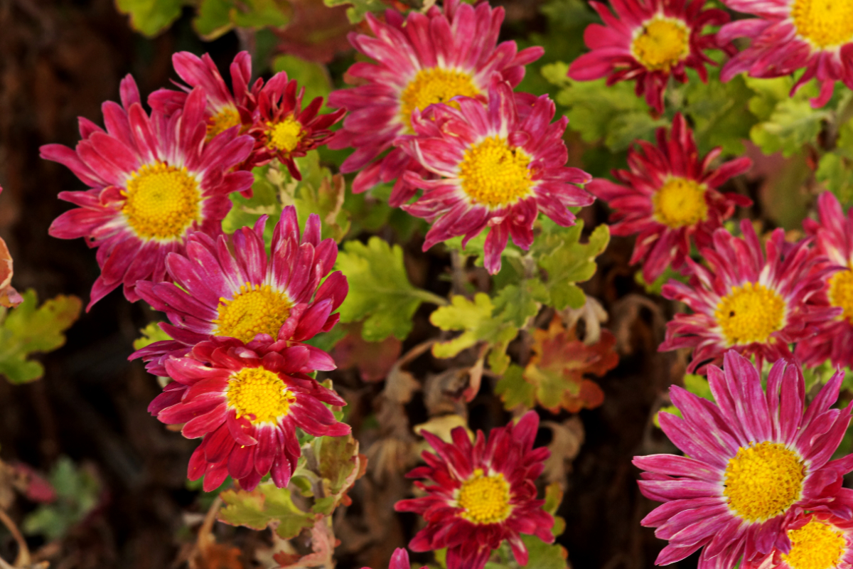 Chrysanthemum x hortorum 'Oury'