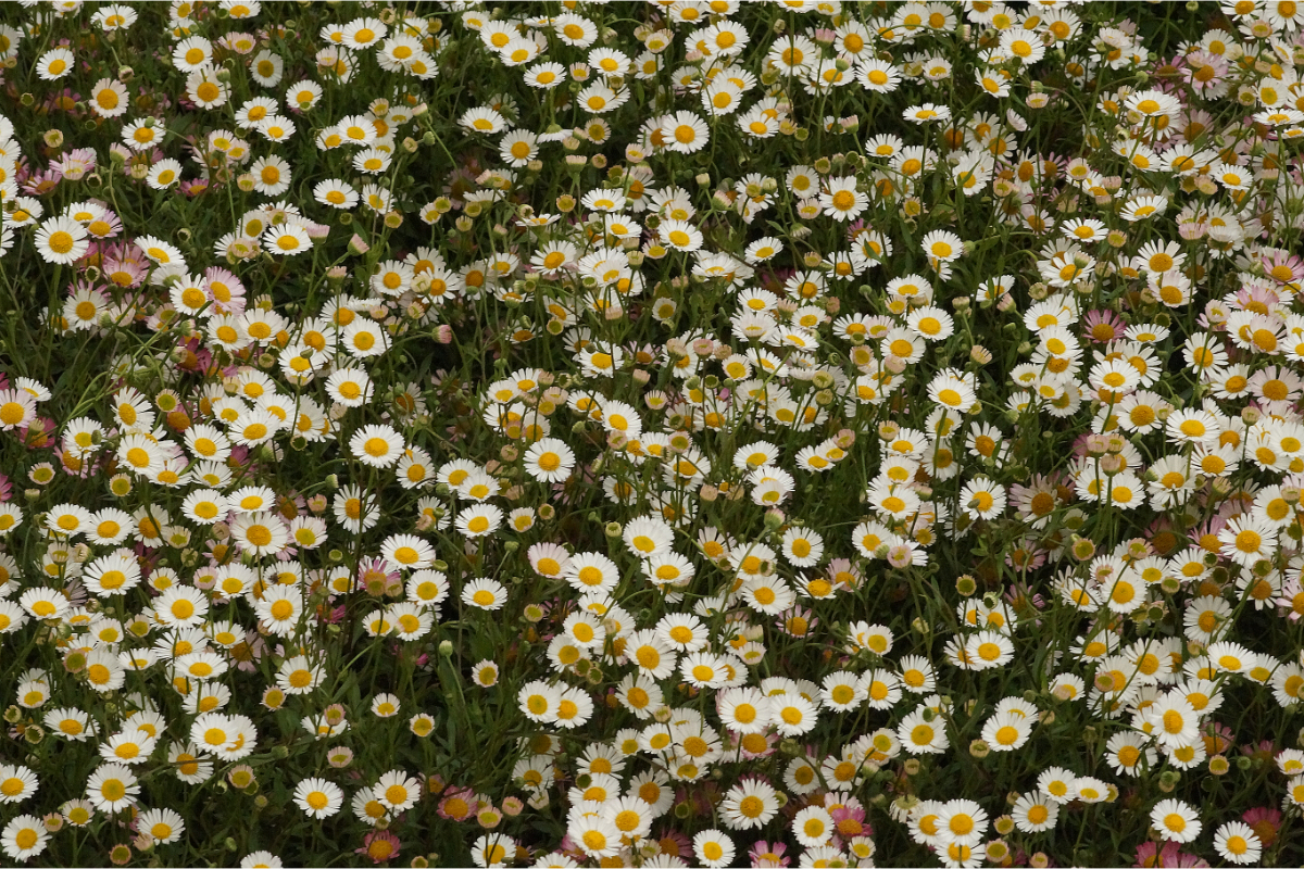 Erigeron karvinskianus 'Blütenmeer' - Spanisches Gänseblümchen