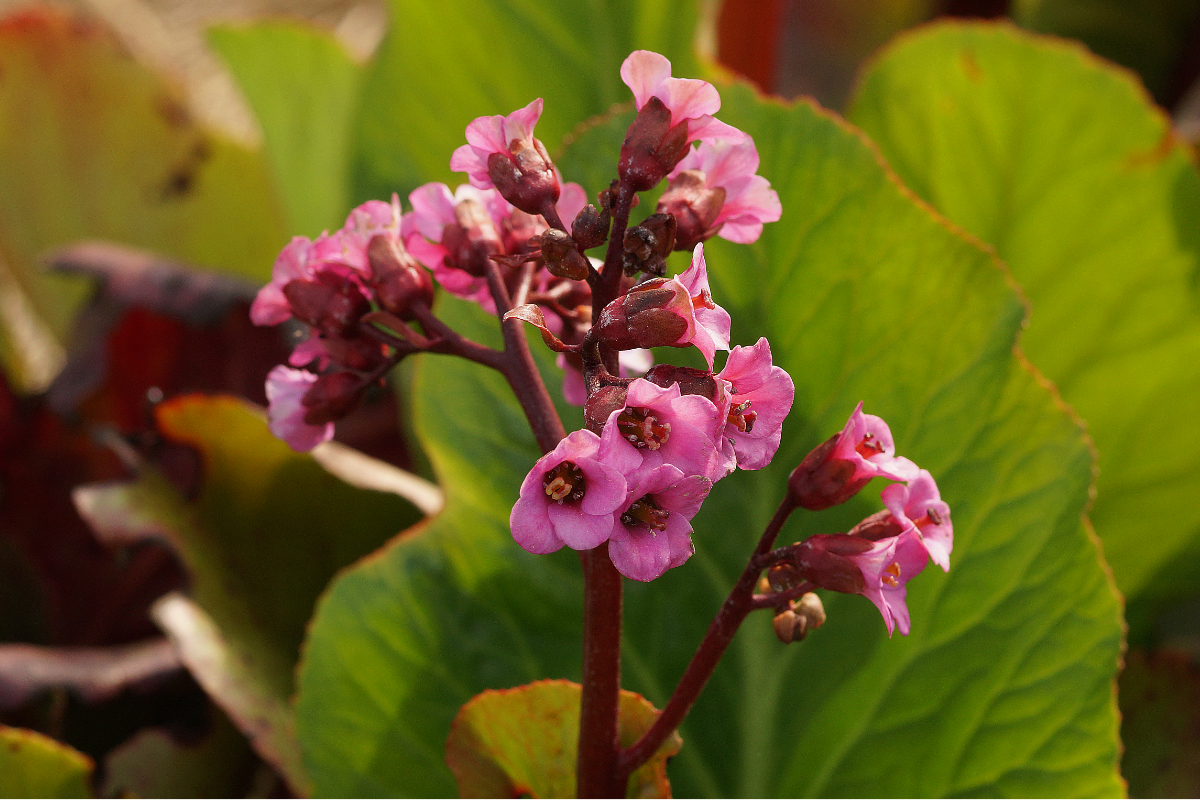 Bergenia Hybride 'Admiral' - Bergenie