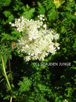 Filipendula vulgaris (hexapetala)