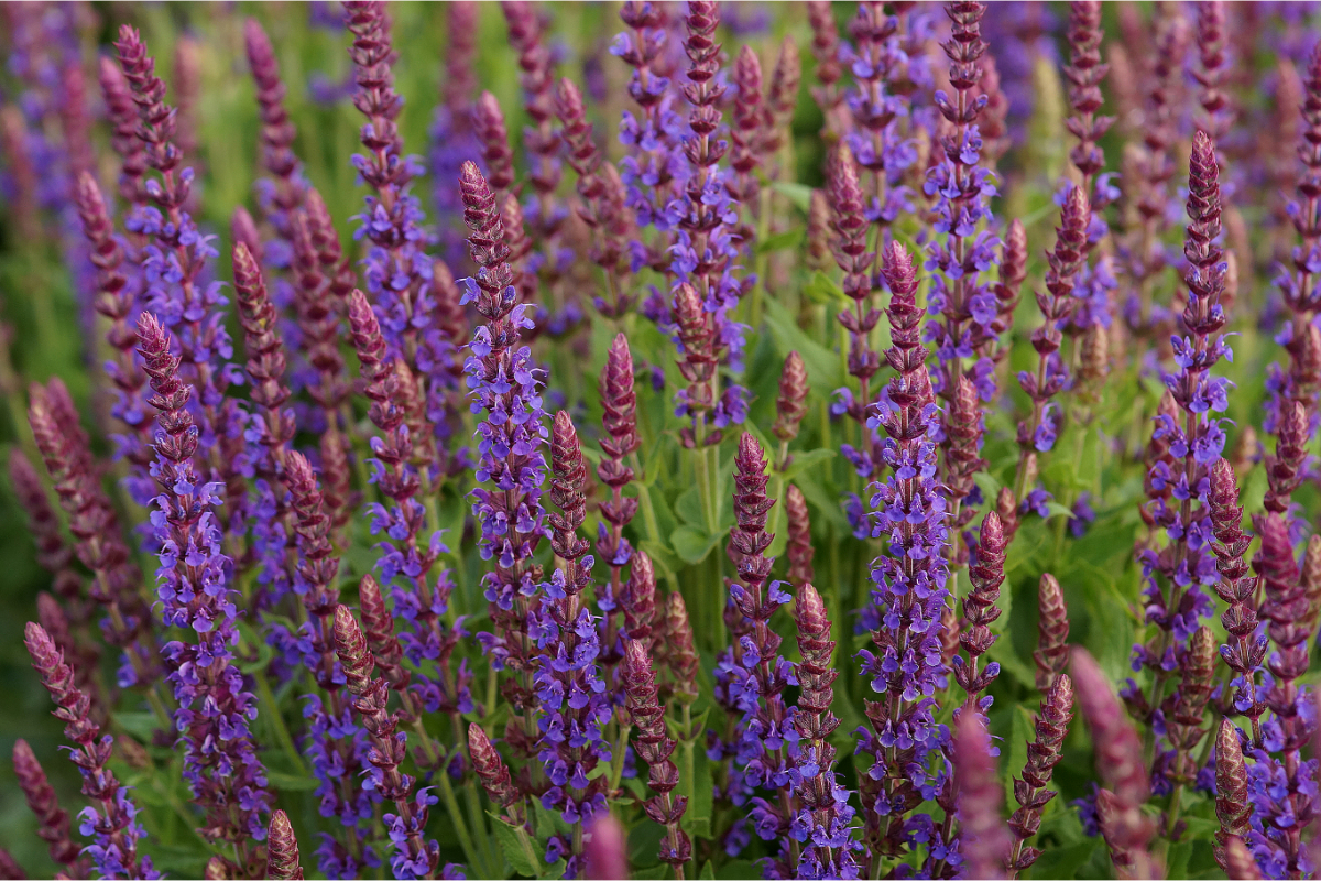 Salvia nemorosa 'Ostfriesland' - Sommer-Gartensalbei