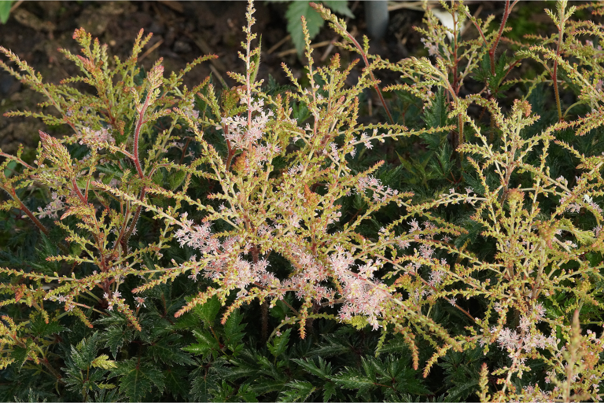 Astilbe Glaberrima-Hybr. 'Sprite' - Prachtspiere
