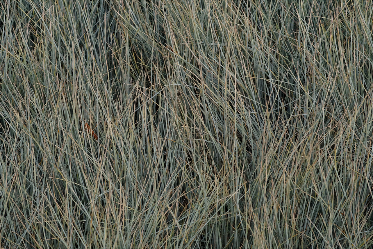 Festuca Cinerea-Hybr. 'Elijah Blue'